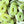 Sour apple rings_halal