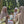 Bosbessen (500g)